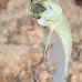 jawfish_yellowhead_dd_fc_v_0396_tci1598.jpg